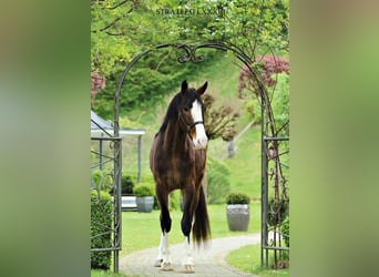 KWPN, Wallach, 4 Jahre, 176 cm, Brauner