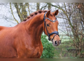 KWPN, Wallach, 4 Jahre, 177 cm, Fuchs