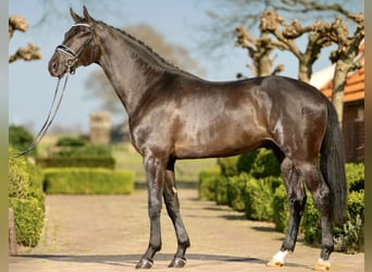 KWPN, Wallach, 4 Jahre, 177 cm, Rappe