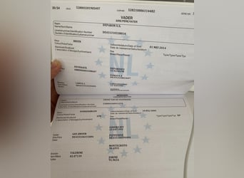 KWPN, Wallach, 4 Jahre, 177 cm, Rappe