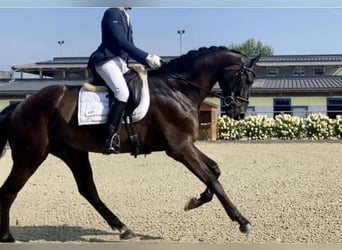 KWPN, Wallach, 4 Jahre, 177 cm, Rappe