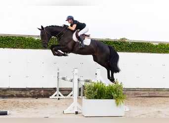 KWPN, Wallach, 4 Jahre, 178 cm, Rappe
