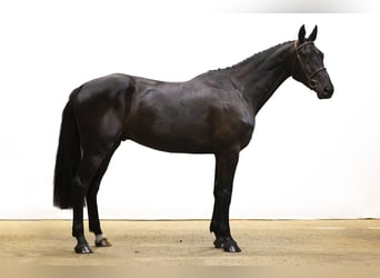 KWPN, Wallach, 4 Jahre, 178 cm, Rappe
