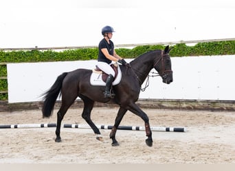 KWPN, Wallach, 4 Jahre, 178 cm, Rappe