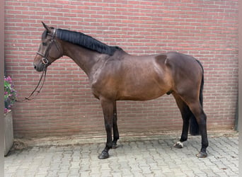 KWPN, Wallach, 4 Jahre, Dunkelbrauner