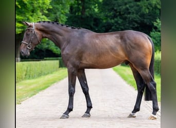 KWPN, Wallach, 4 Jahre