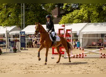 KWPN, Wallach, 5 Jahre, 152 cm, Fuchs
