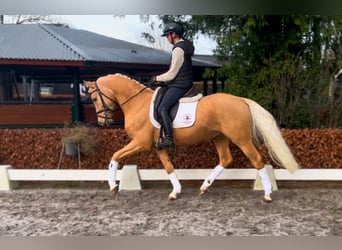 KWPN, Wallach, 5 Jahre, 153 cm, Palomino