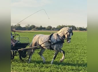 KWPN, Wallach, 5 Jahre, 155 cm, Schimmel