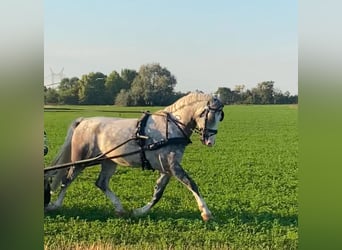KWPN, Wallach, 5 Jahre, 155 cm, Schimmel