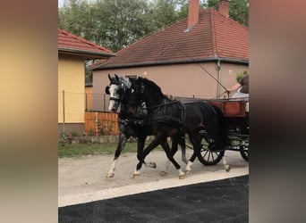 KWPN, Wallach, 5 Jahre, 156 cm, Rotbrauner