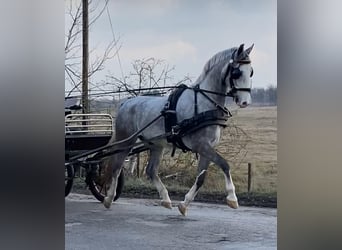 KWPN, Wallach, 5 Jahre, 158 cm, Schimmel