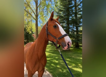 KWPN, Wallach, 5 Jahre, 160 cm, Fuchs