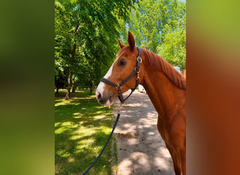 KWPN, Wallach, 5 Jahre, 160 cm, Fuchs