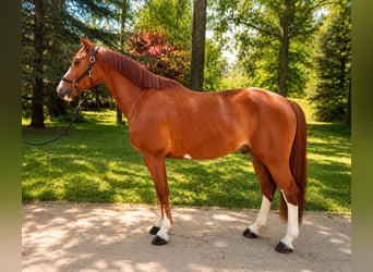 KWPN, Wallach, 5 Jahre, 160 cm, Fuchs