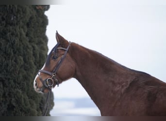 KWPN, Wallach, 5 Jahre, 162 cm, Brauner