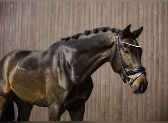 KWPN, Wallach, 5 Jahre, 162 cm, Dunkelbrauner