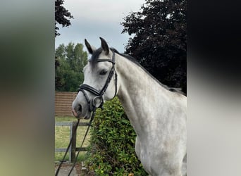 KWPN, Wallach, 5 Jahre, 162 cm, Schimmel