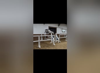KWPN, Wallach, 5 Jahre, 162 cm, Schimmel