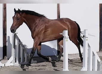 KWPN, Wallach, 5 Jahre, 163 cm, Brauner