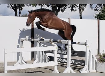 KWPN, Wallach, 5 Jahre, 163 cm, Brauner