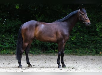 KWPN, Wallach, 5 Jahre, 163 cm, Dunkelbrauner