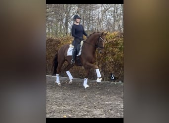 KWPN, Wallach, 5 Jahre, 163 cm, Dunkelfuchs