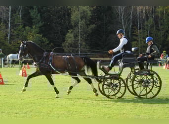 KWPN, Wallach, 5 Jahre, 164 cm, Brauner