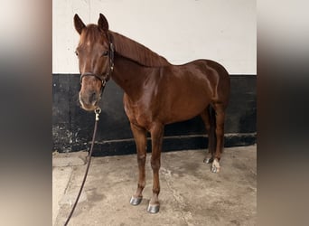 KWPN, Wallach, 5 Jahre, 164 cm, Dunkelfuchs