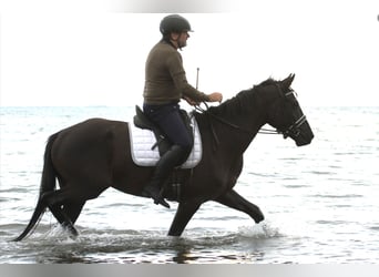 KWPN, Wallach, 5 Jahre, 164 cm, Rappe