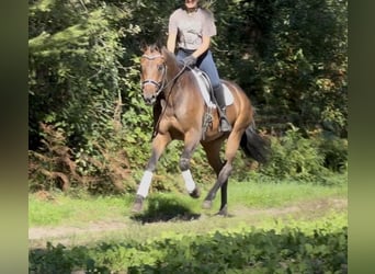 KWPN, Wallach, 5 Jahre, 165 cm, Brauner
