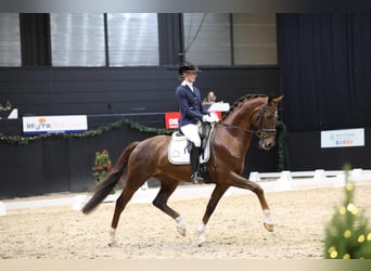 KWPN, Wallach, 5 Jahre, 165 cm, Brauner