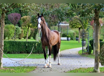 KWPN, Wallach, 5 Jahre, 165 cm, Brauner