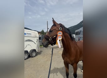 KWPN, Wallach, 5 Jahre, 165 cm, Brauner