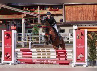 KWPN, Wallach, 5 Jahre, 165 cm, Brauner