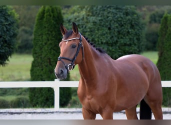 KWPN, Wallach, 5 Jahre, 165 cm, Brauner