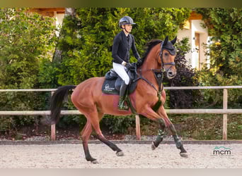 KWPN, Wallach, 5 Jahre, 165 cm, Brauner