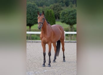 KWPN, Wallach, 5 Jahre, 165 cm, Brauner