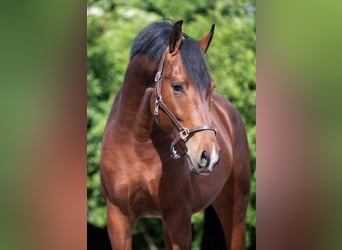 KWPN, Wallach, 5 Jahre, 165 cm, Brauner