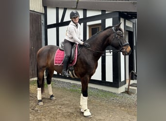 KWPN, Wallach, 5 Jahre, 165 cm, Dunkelbrauner