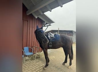 KWPN, Wallach, 5 Jahre, 165 cm, Rappe