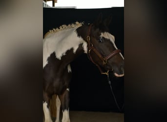 KWPN, Wallach, 5 Jahre, 165 cm, Schecke