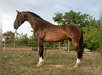 KWPN, Wallach, 5 Jahre, 166 cm, Brauner