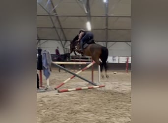 KWPN, Wallach, 5 Jahre, 166 cm, Dunkelbrauner