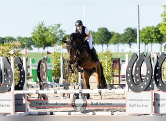KWPN, Wallach, 5 Jahre, 166 cm, Dunkelbrauner