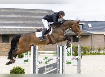 KWPN, Wallach, 5 Jahre, 166 cm, Dunkelbrauner