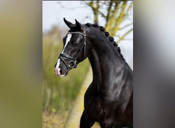 KWPN, Wallach, 5 Jahre, 166 cm, Rappe