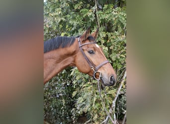 KWPN, Wallach, 5 Jahre, 167 cm, Brauner