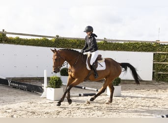 KWPN, Wallach, 5 Jahre, 167 cm, Brauner