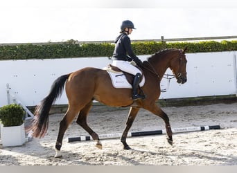 KWPN, Wallach, 5 Jahre, 167 cm, Brauner